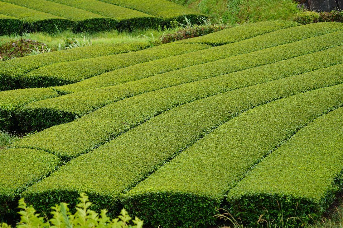 Čajové plantáže v Chiranu, prefektura Kagoshima